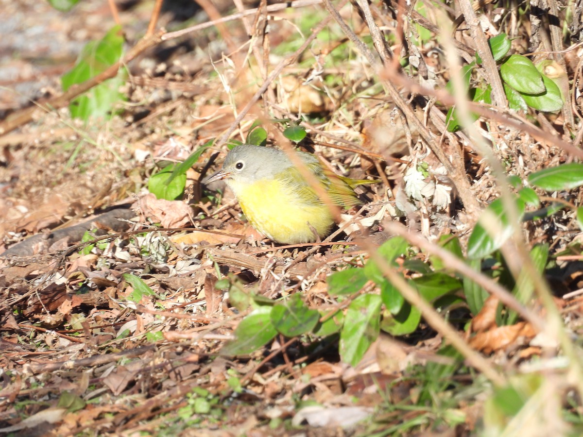 bjørkeparula - ML646800321