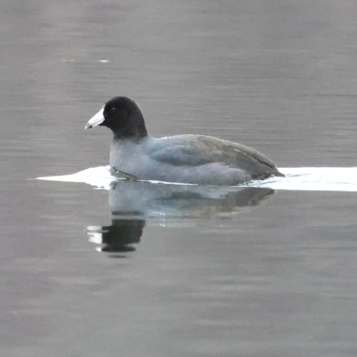 Indianerblässhuhn - ML646800323