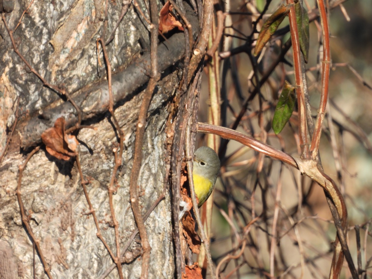 bjørkeparula - ML646800324