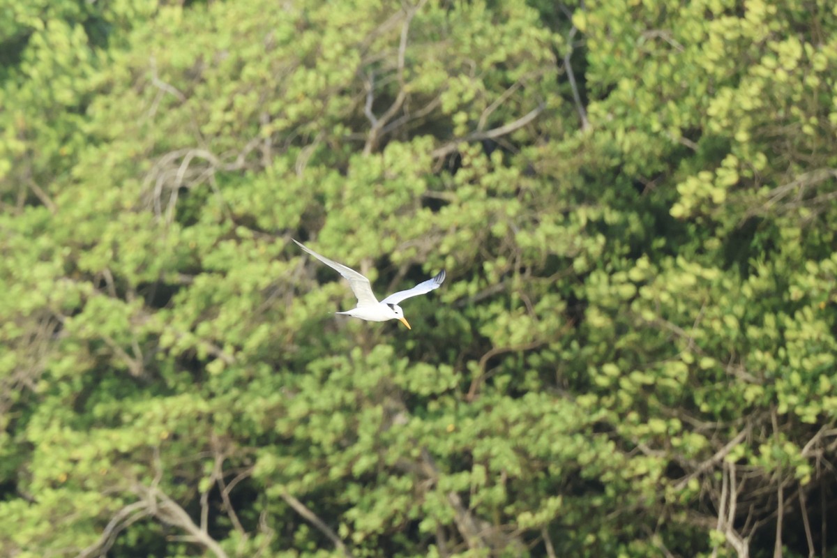 Large-billed Tern - ML646800328