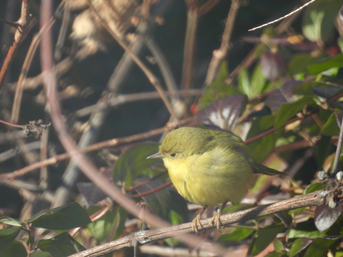 gulparula - ML646800331