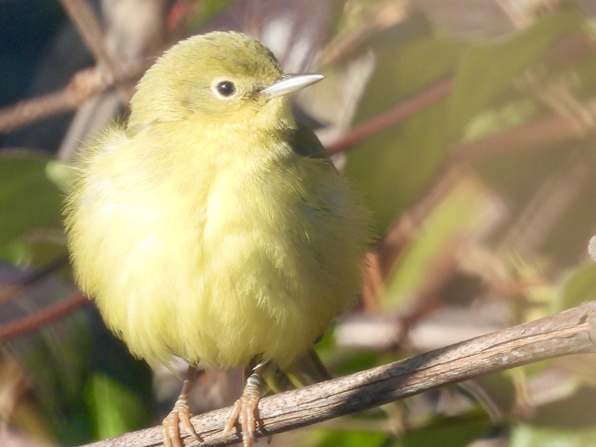 gulparula - ML646800332