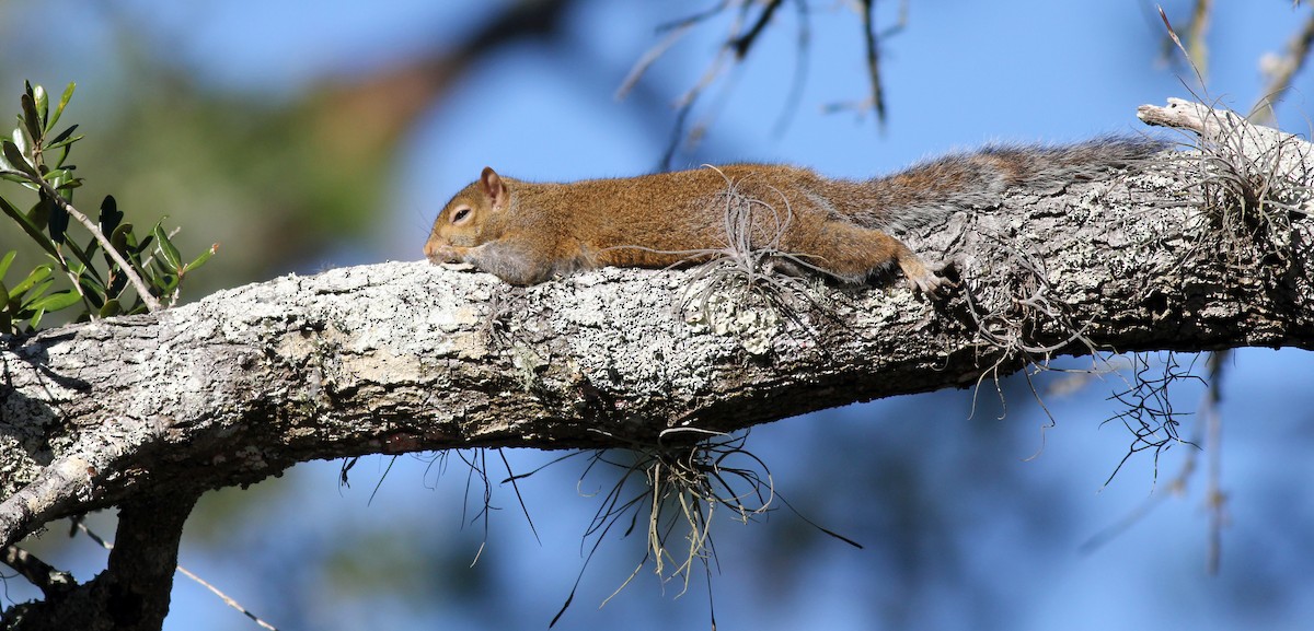 Mammals - ML646800333