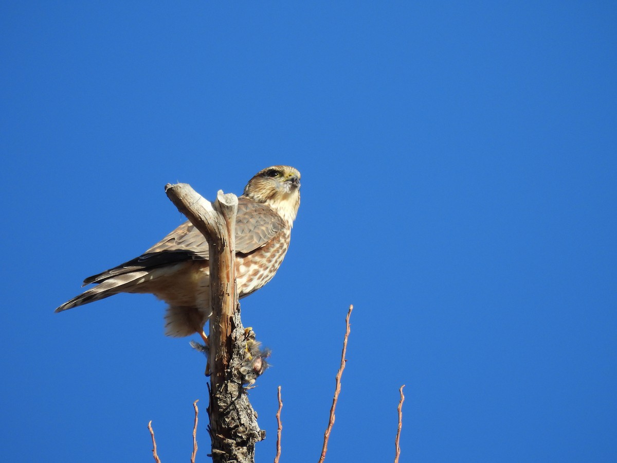 コチョウゲンボウ - ML646800334