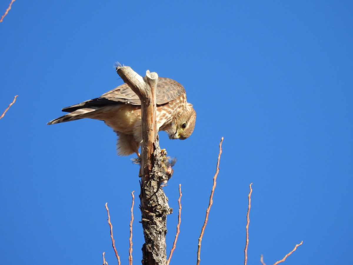 コチョウゲンボウ - ML646800335