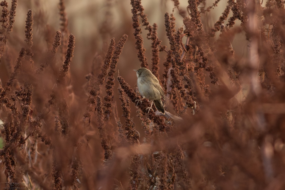 Çekirge Kamışçını - ML646800336