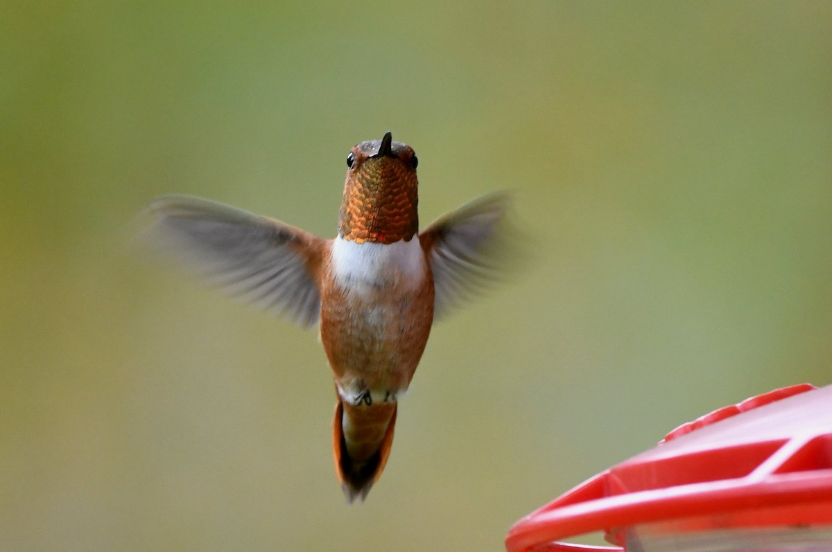 Колібрі-крихітка вогнистий - ML646800338