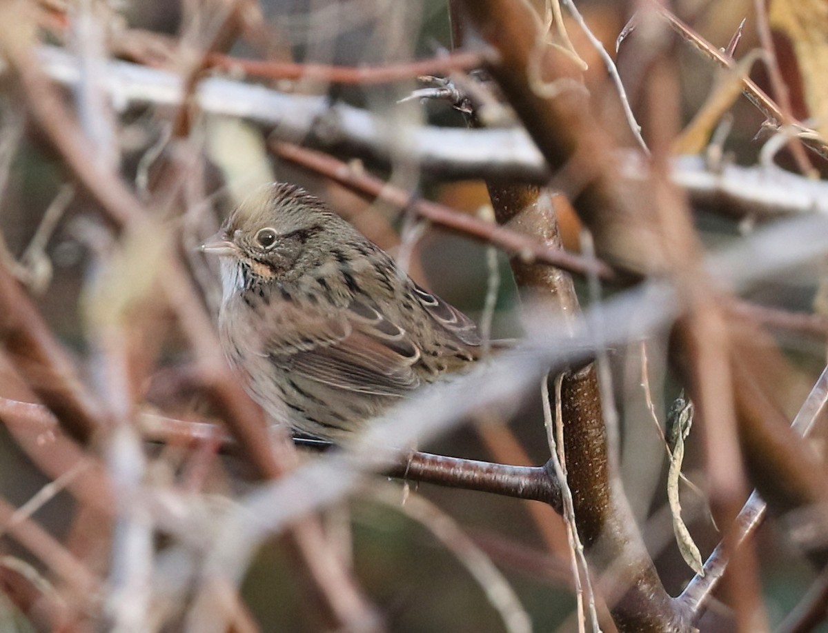 Lincoln's Sparrow - ML646800352