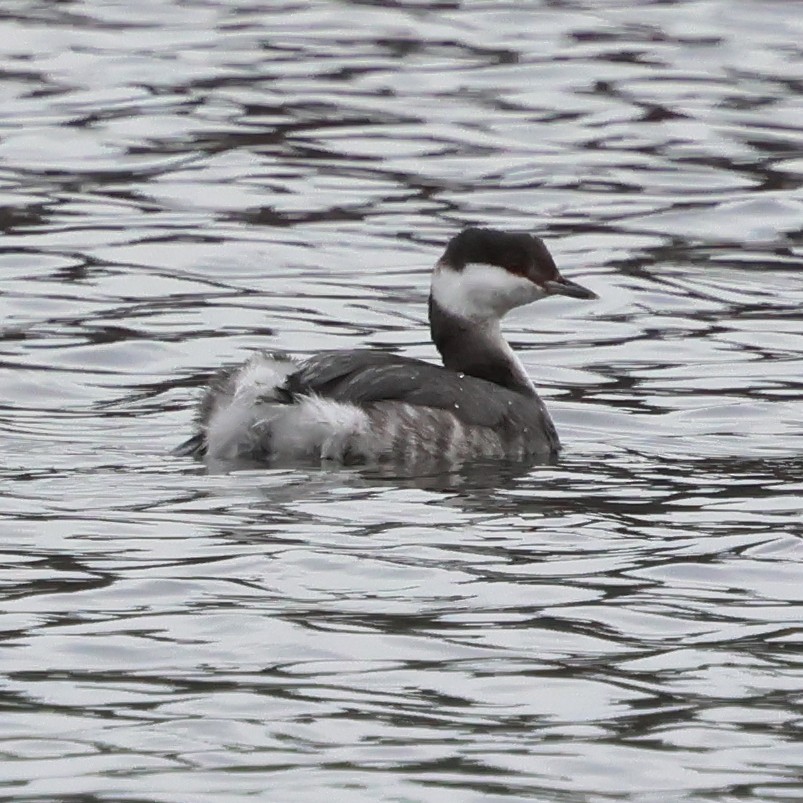 Красношейная поганка - ML646800359