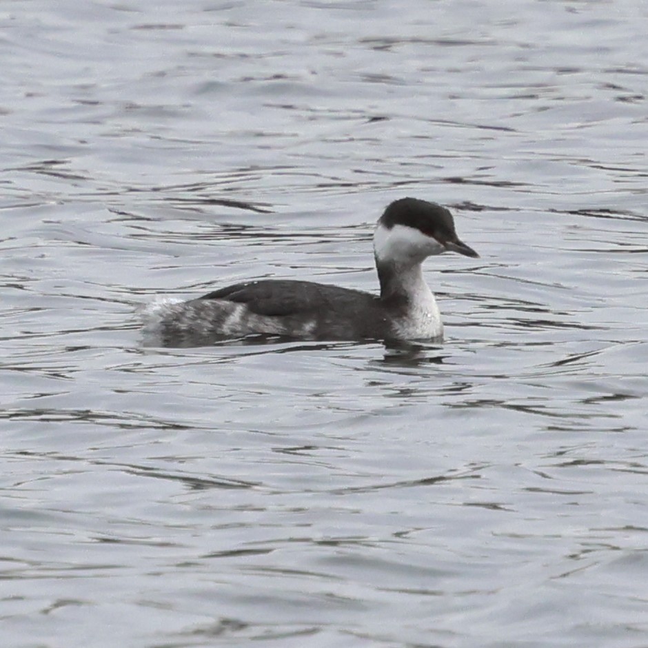 Красношейная поганка - ML646800360