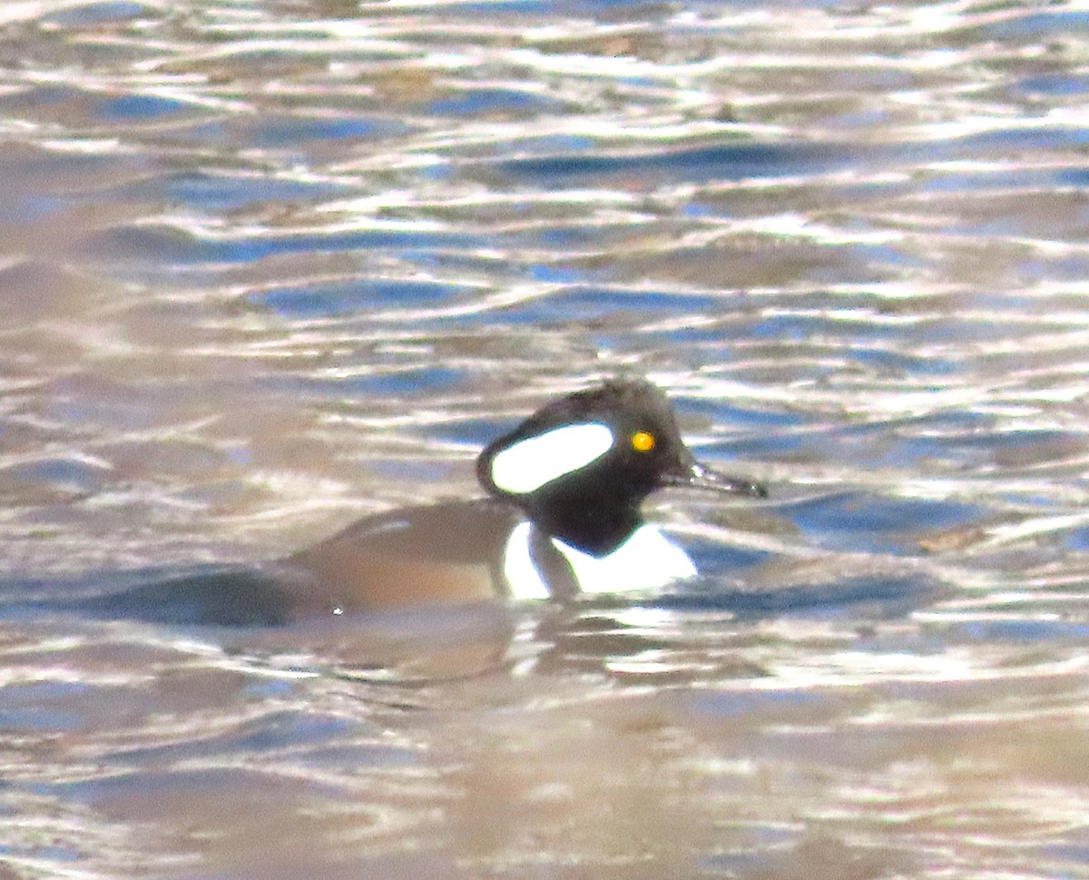 Hooded Merganser - ML646800364