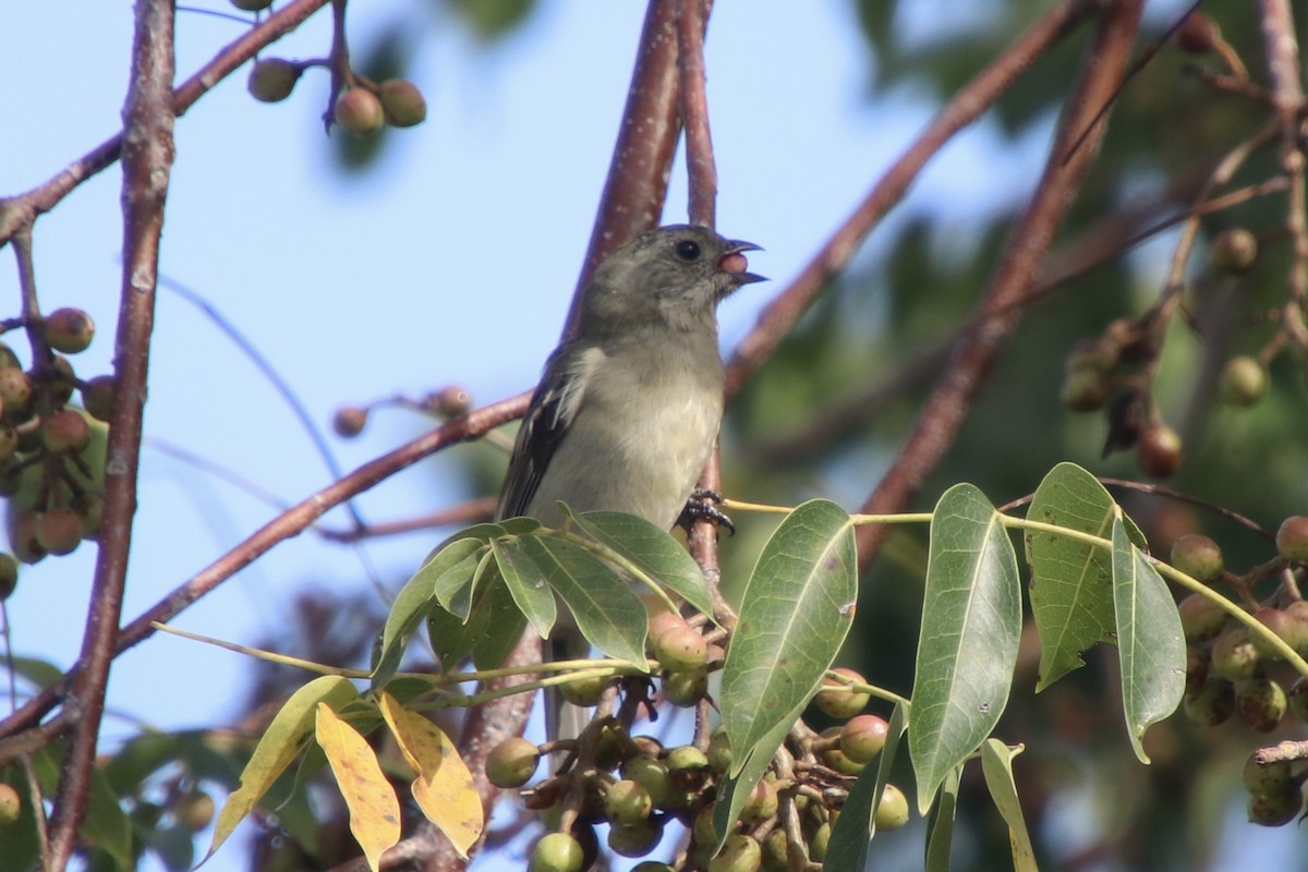 Western Spindalis - ML646800366