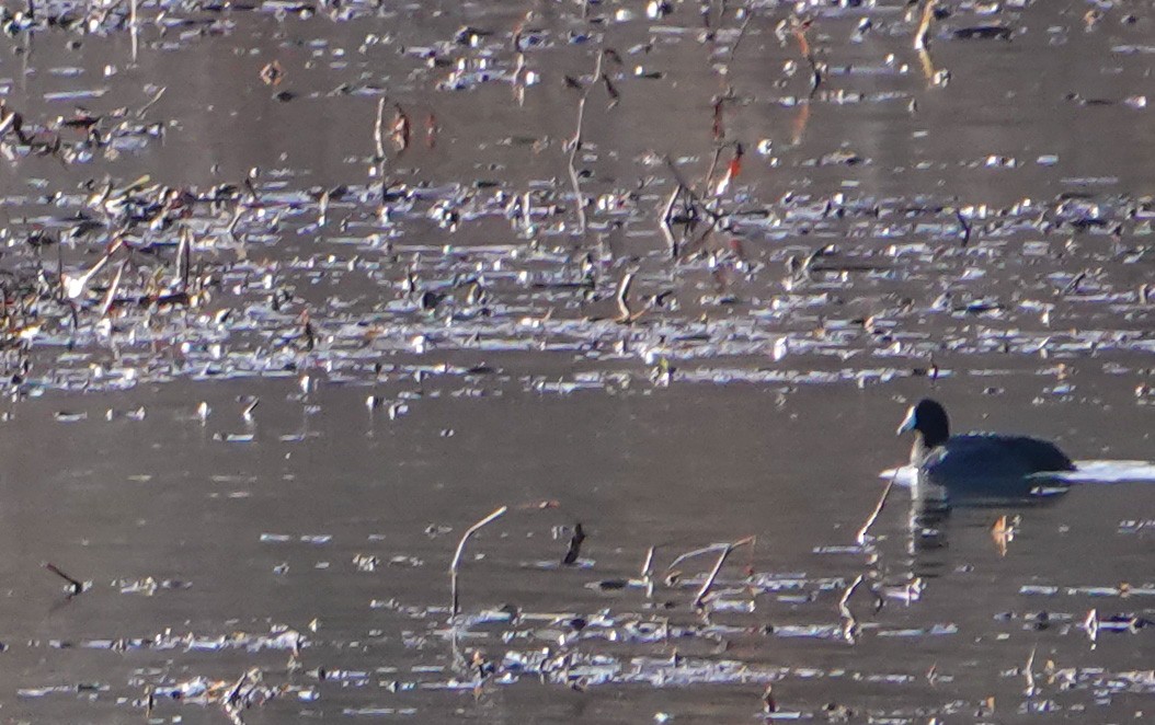 Focha Americana - ML646800367