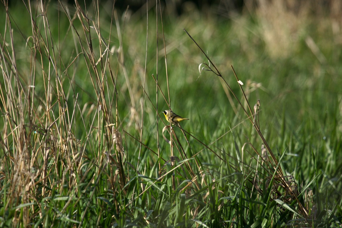 Северная желтогрудка - ML646800368