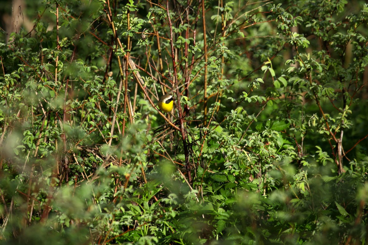 Северная желтогрудка - ML646800369