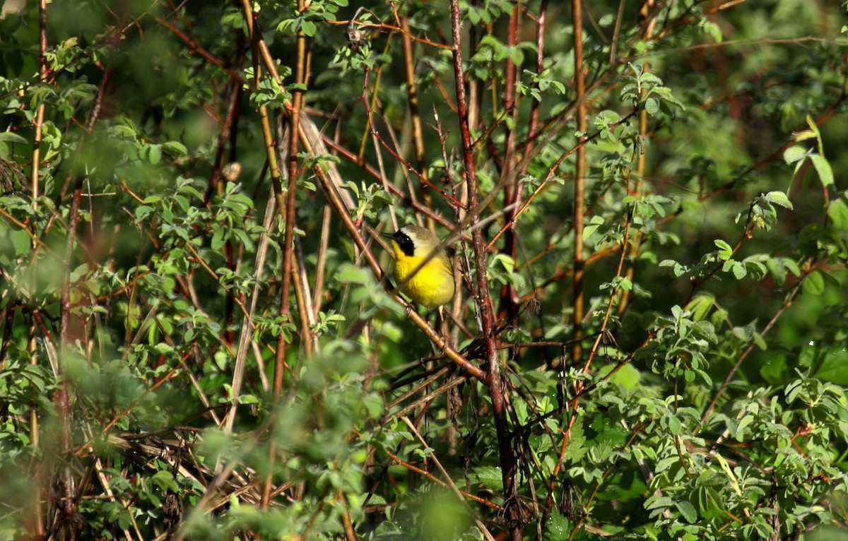 Северная желтогрудка - ML646800370
