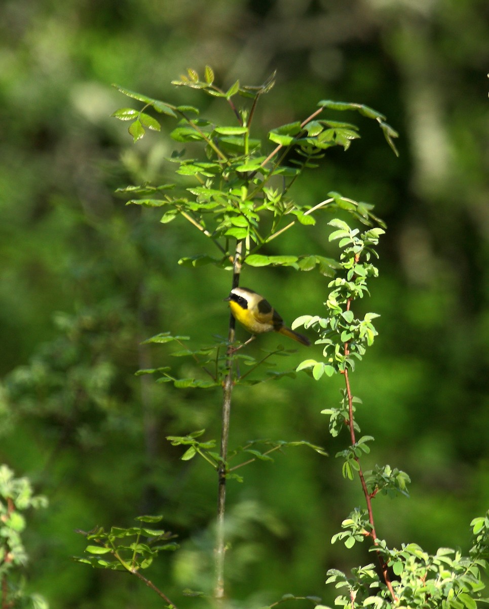 Северная желтогрудка - ML646800371