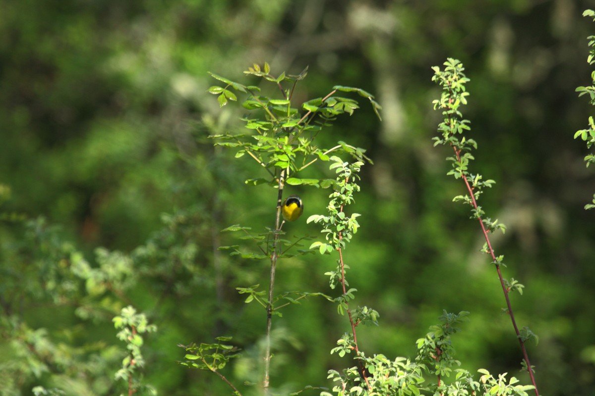 Северная желтогрудка - ML646800372