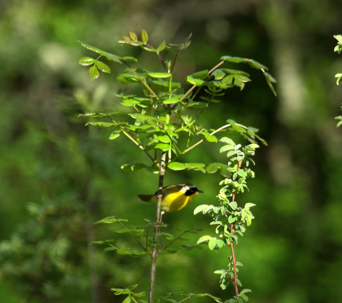 Северная желтогрудка - ML646800373
