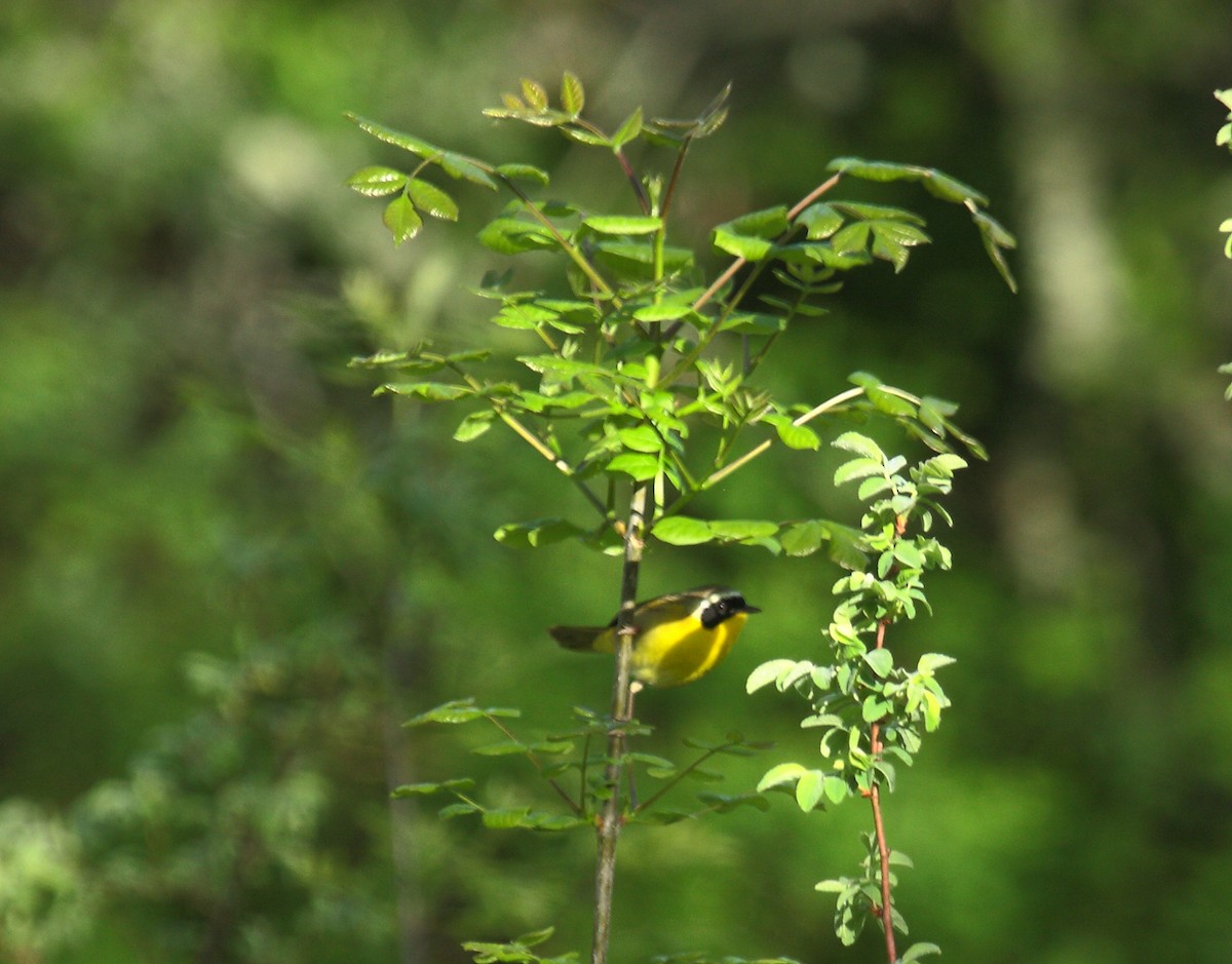 Северная желтогрудка - ML646800374