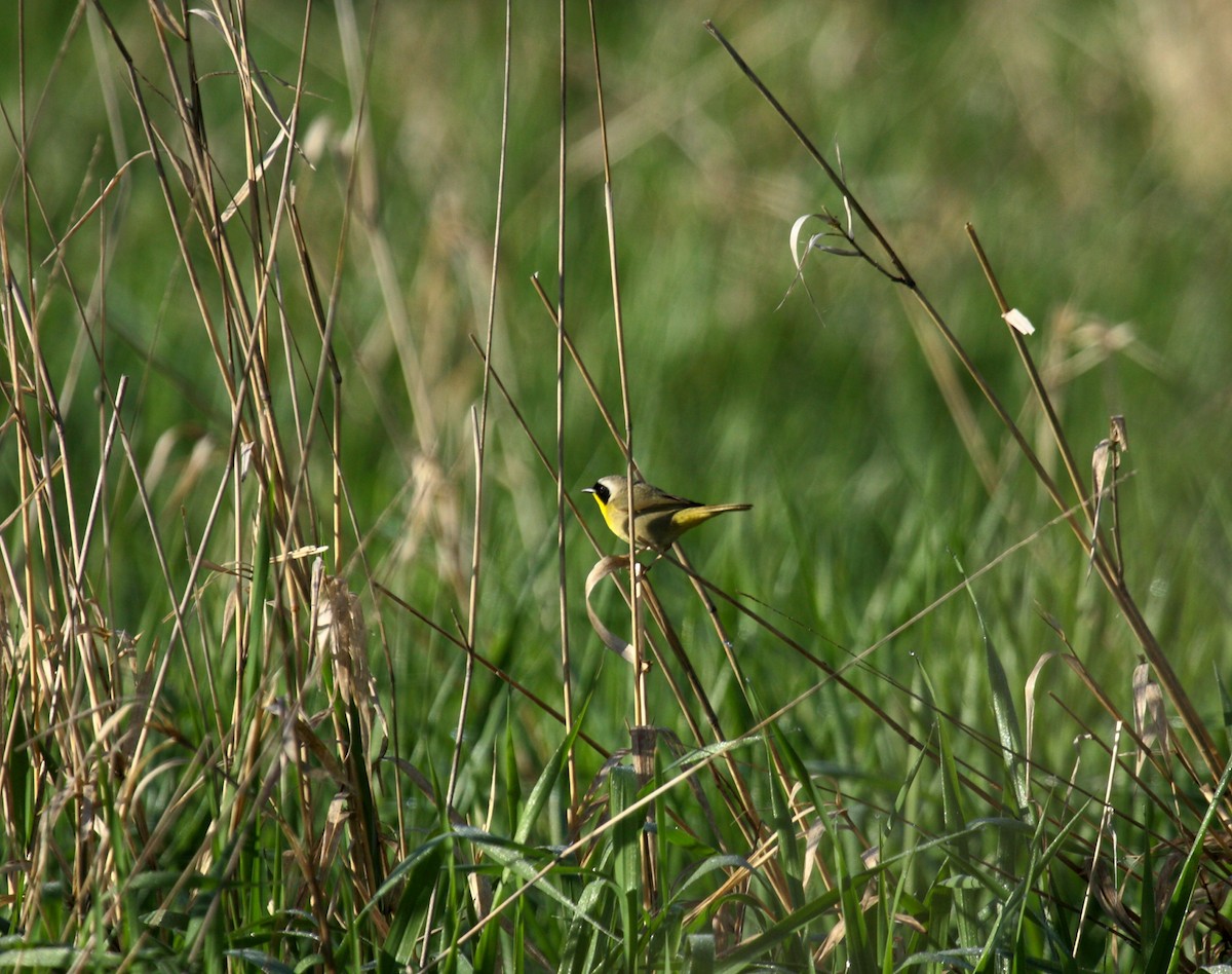 Северная желтогрудка - ML646800375