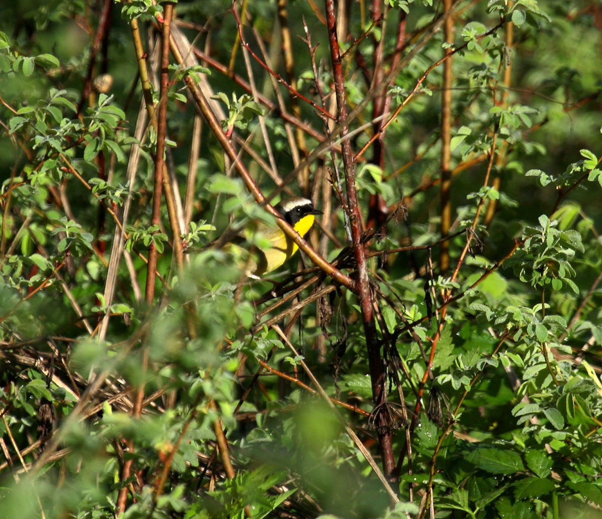 Северная желтогрудка - ML646800376