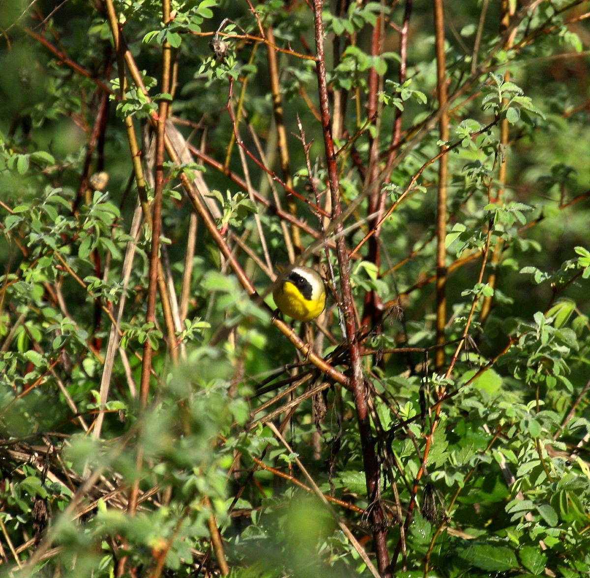 Северная желтогрудка - ML646800377