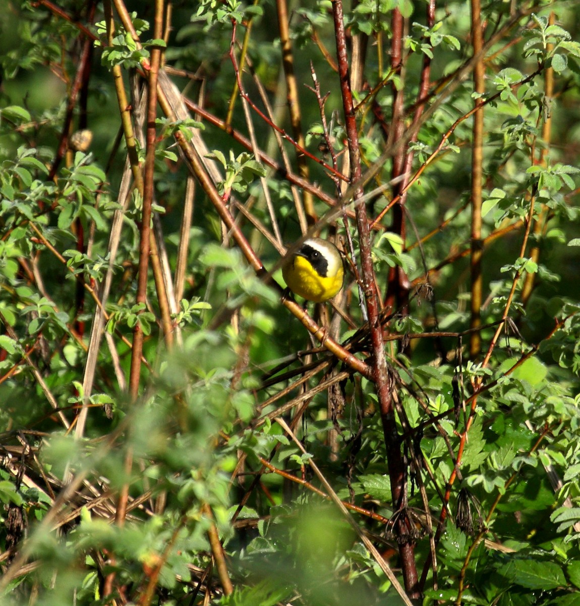 Северная желтогрудка - ML646800378