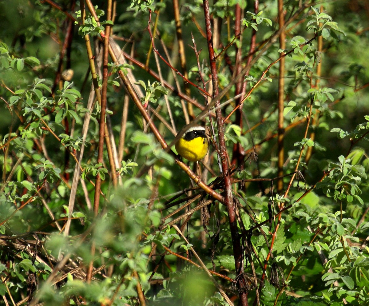 Северная желтогрудка - ML646800379