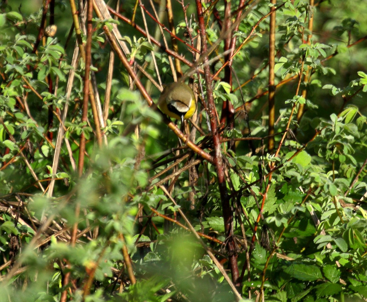 Северная желтогрудка - ML646800380