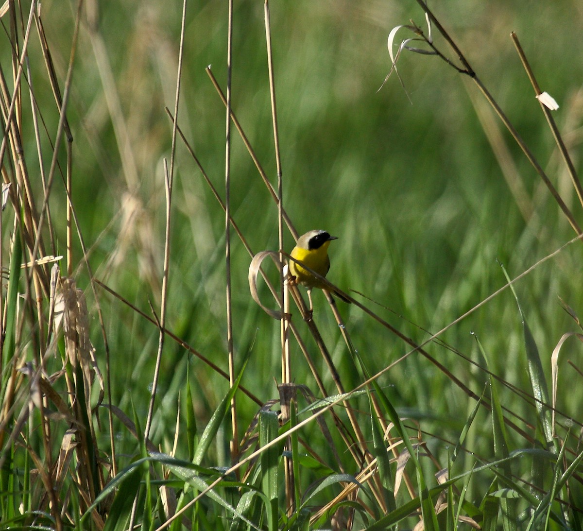 Северная желтогрудка - ML646800381