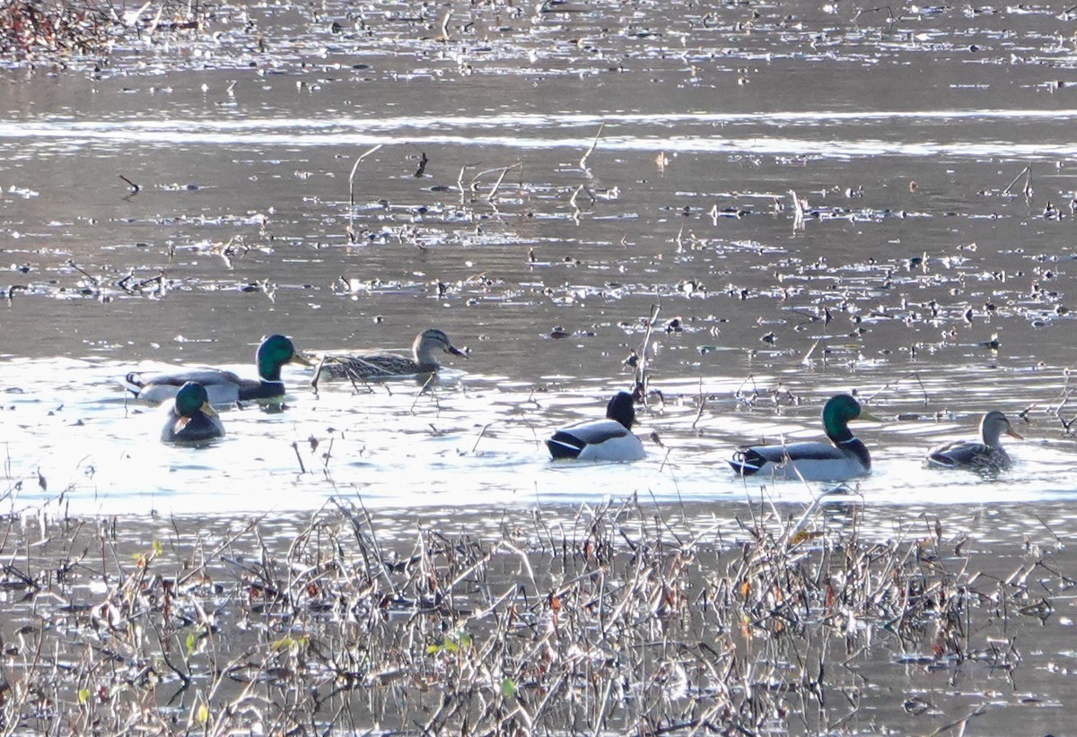 Ánade Azulón - ML646800383