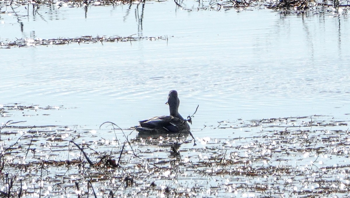 Ánade Azulón - ML646800384
