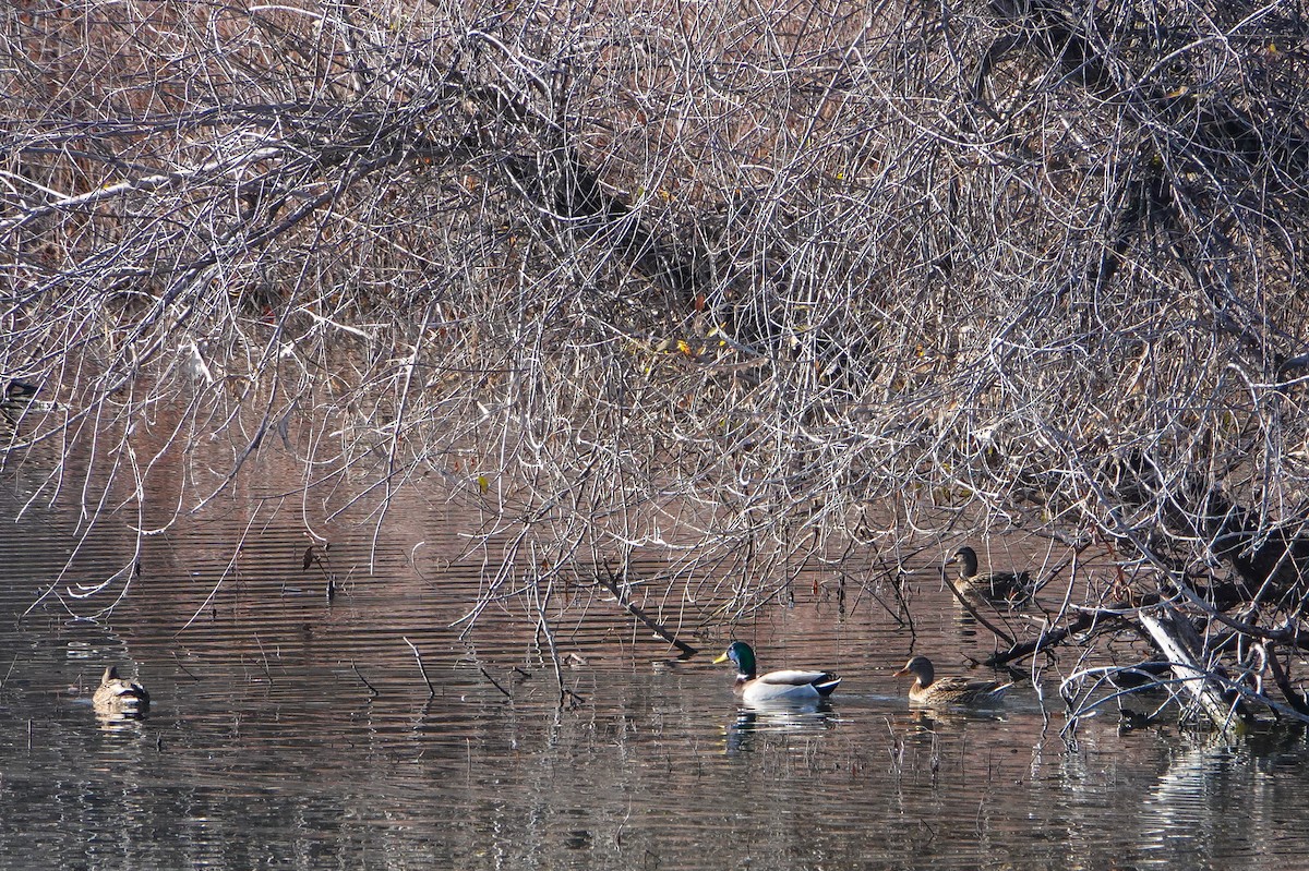 Ánade Azulón - ML646800385