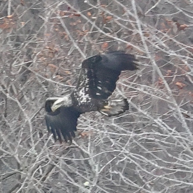 Weißkopf-Seeadler - ML646800386