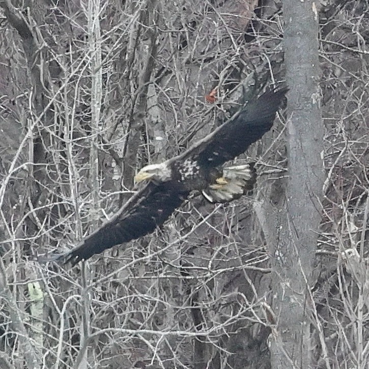 Weißkopf-Seeadler - ML646800387