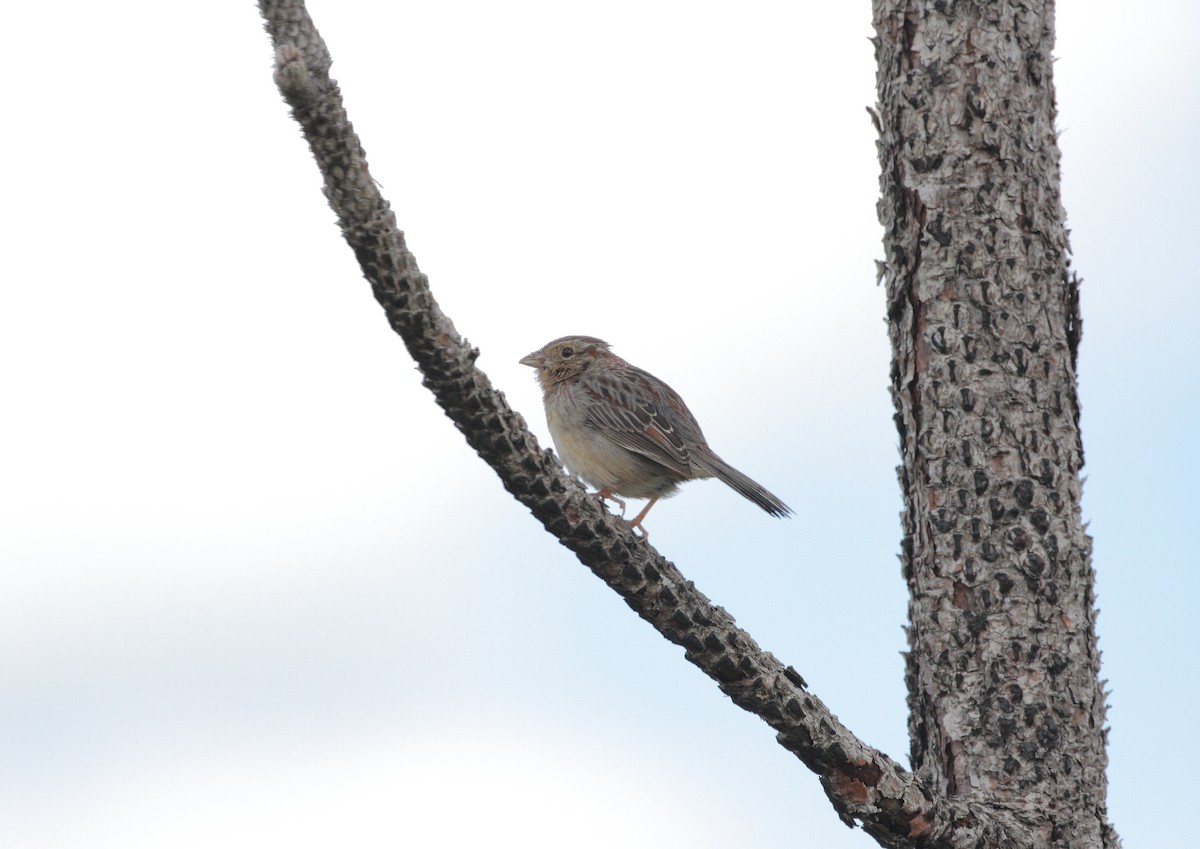 Bachman's Sparrow - ML646800388