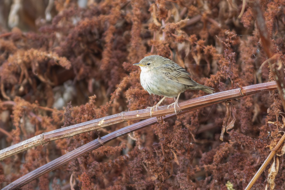 Çekirge Kamışçını - ML646800394