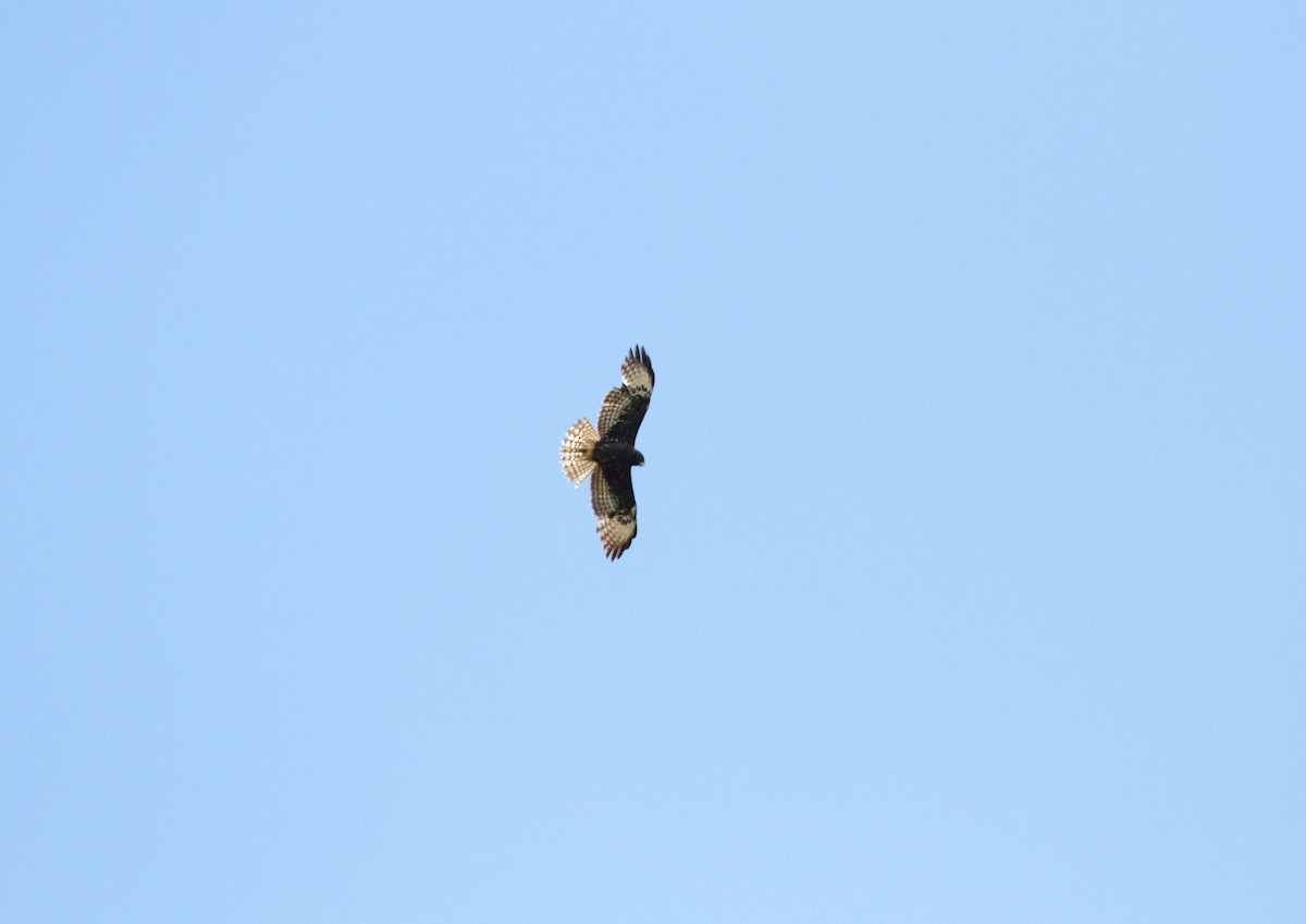 Short-tailed Hawk - ML646800397