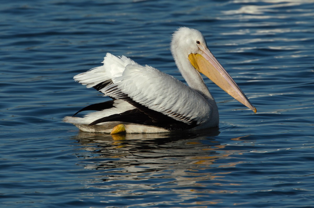 Пелікан рогодзьобий - ML646800399