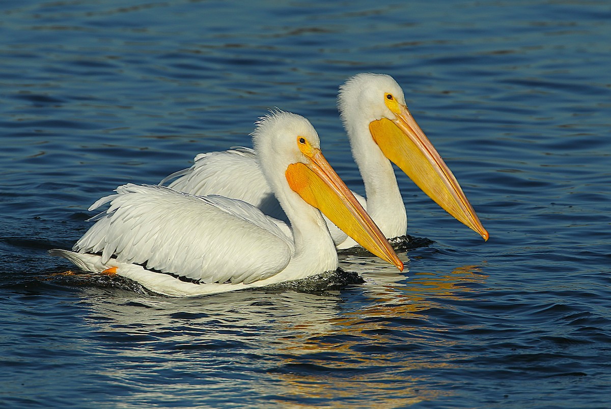 Пелікан рогодзьобий - ML646800400
