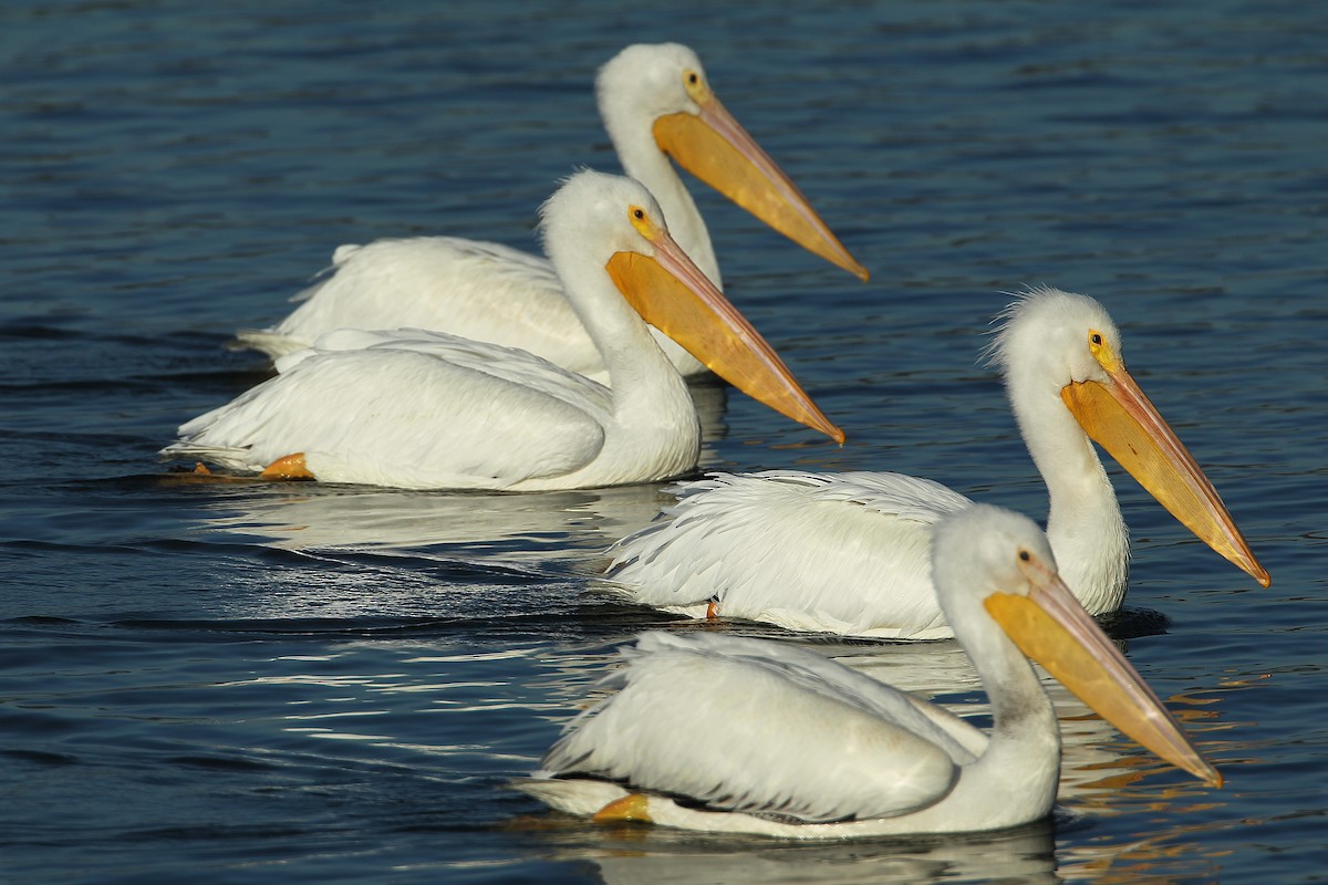 Пелікан рогодзьобий - ML646800401