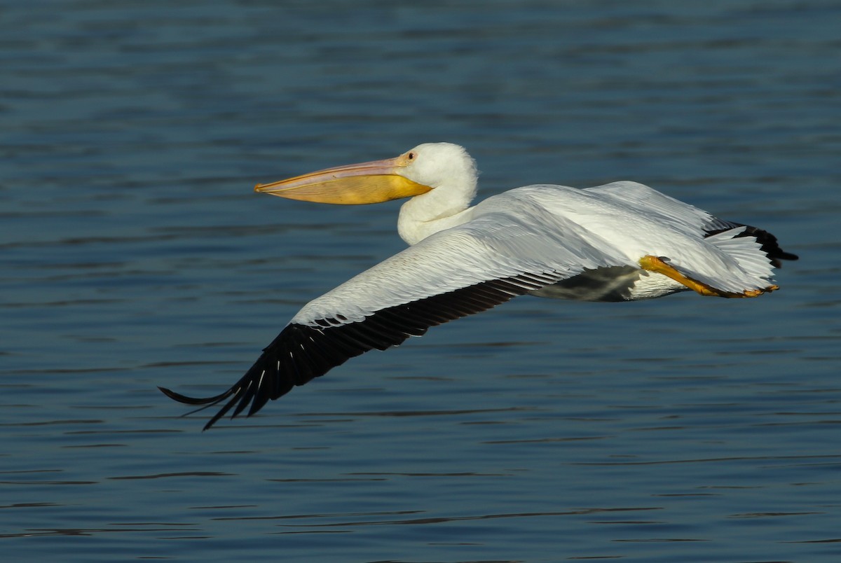 Пелікан рогодзьобий - ML646800402