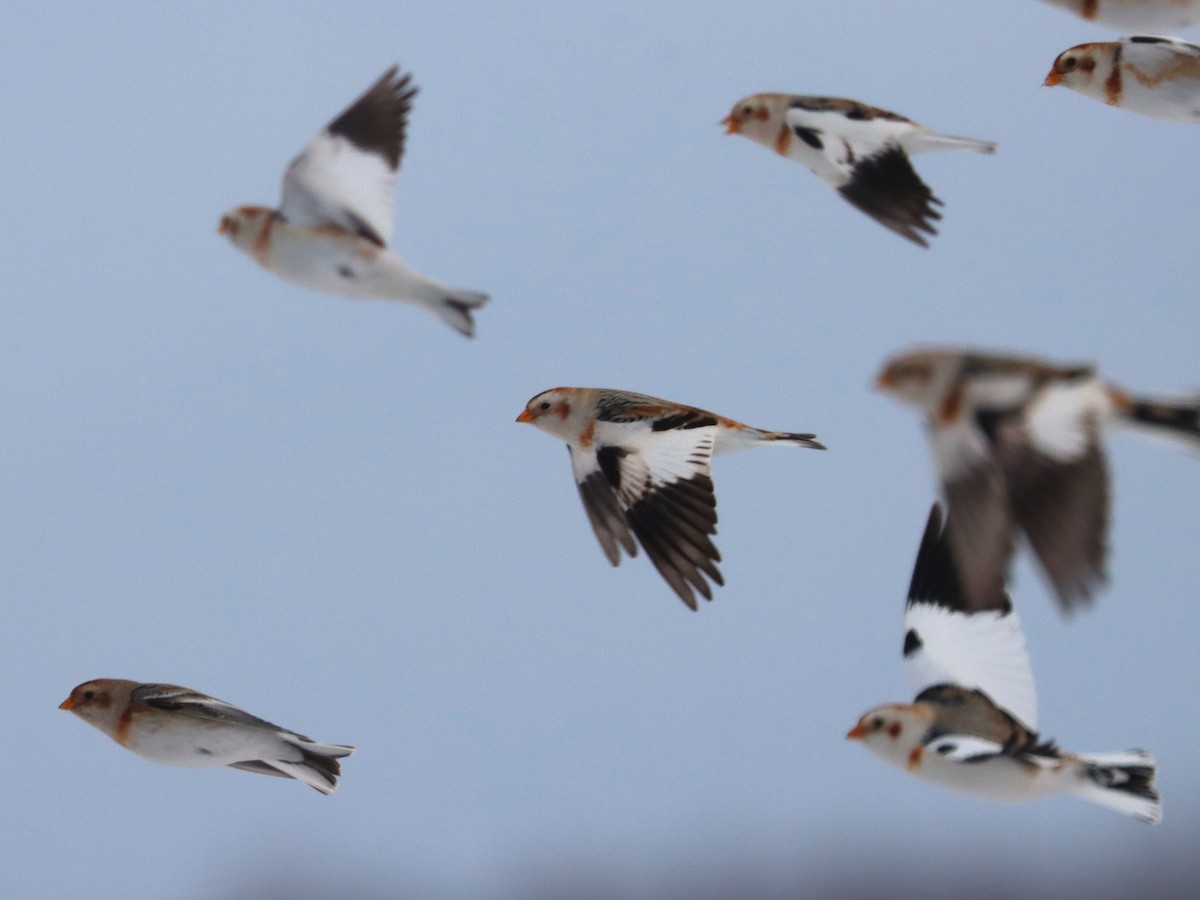 Schneeammer - ML646800403