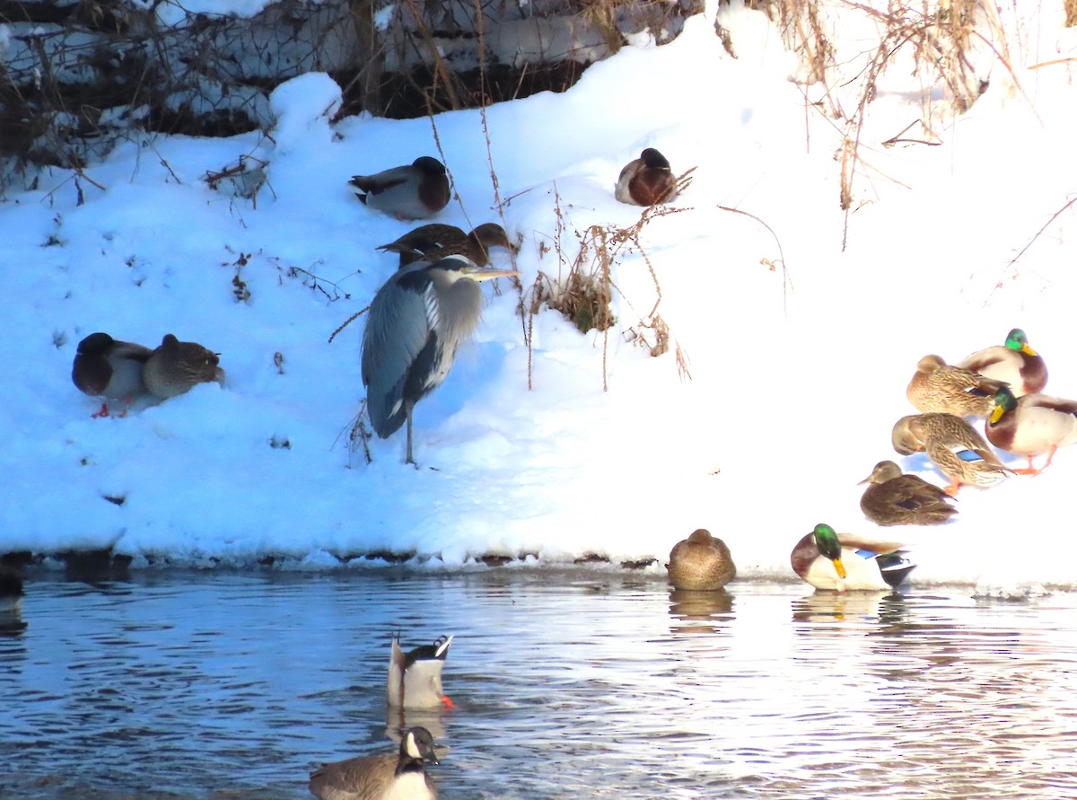 Great Blue Heron - ML646800404