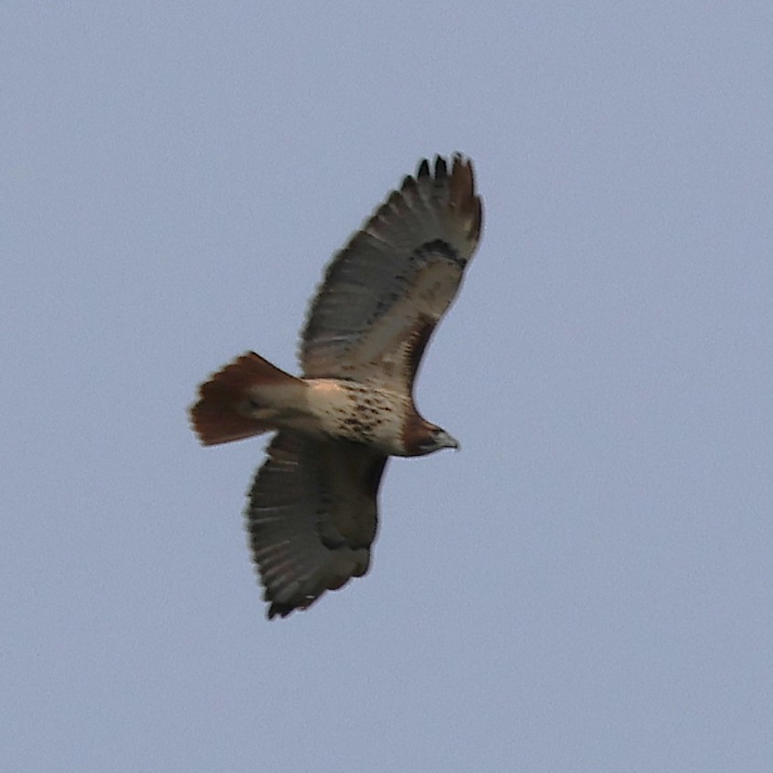 Rotschwanzbussard - ML646800411