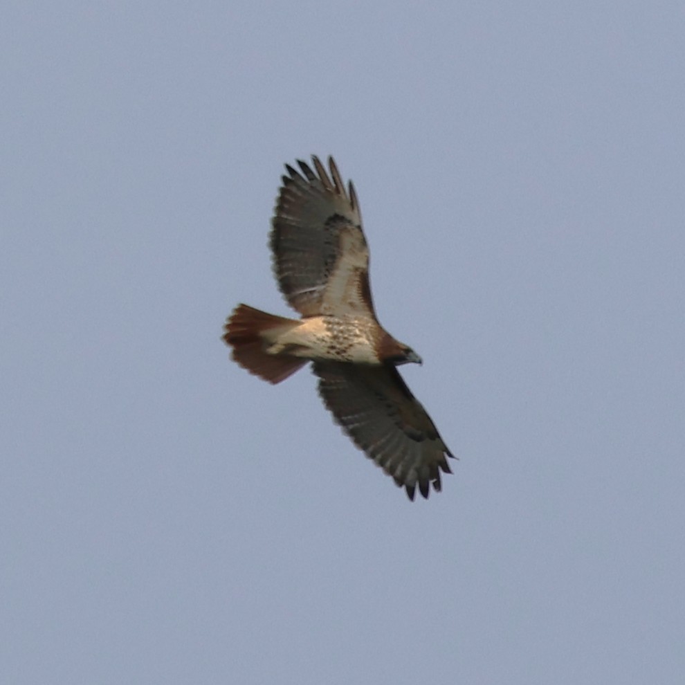 Rotschwanzbussard - ML646800412