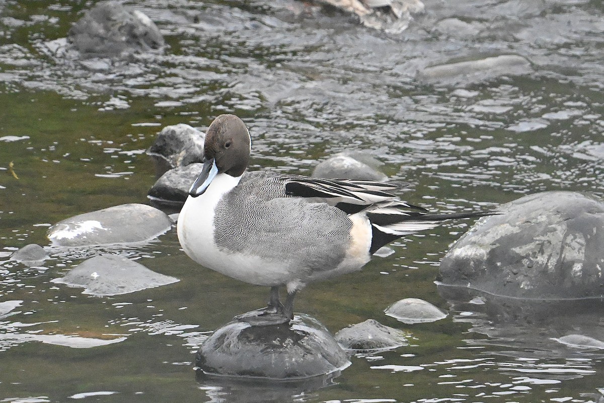 オナガガモ - ML646800413