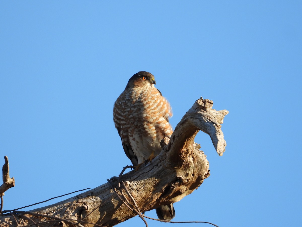 Eckschwanzsperber - ML646800414