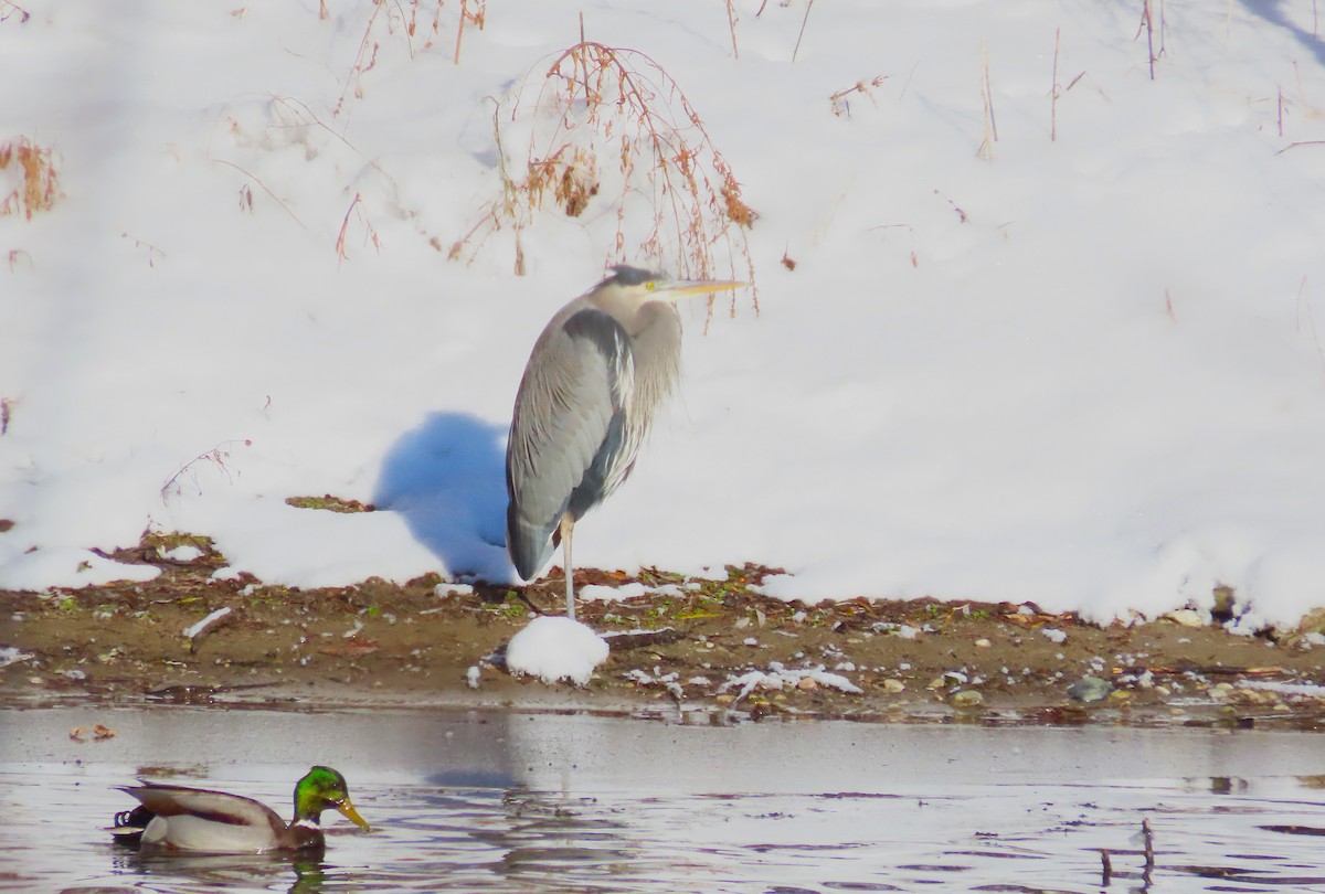 Great Blue Heron - ML646800416